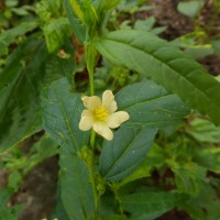 Sida acuta Burm.f.